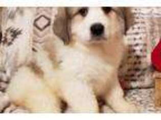Great Pyrenees Puppy for sale in Grand Island, NE, USA