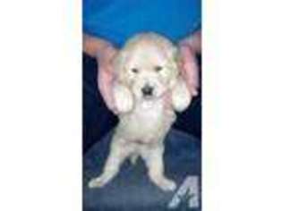 Golden Retriever Puppy for sale in PAINESVILLE, OH, USA