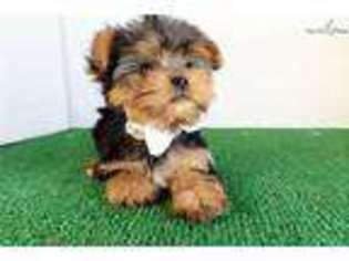 Yorkshire Terrier Puppy for sale in San Diego, CA, USA