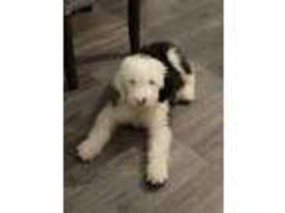 Old English Sheepdog Puppy for sale in Wesley Chapel, FL, USA