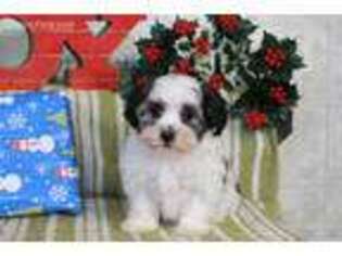 Havanese Puppy for sale in Ephrata, PA, USA