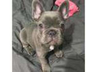 French Bulldog Puppy for sale in Munfordville, KY, USA