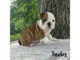 Bulldog Puppy for sale in Corbin, KY, USA