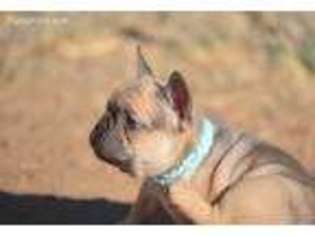 French Bulldog Puppy for sale in Dewey, AZ, USA