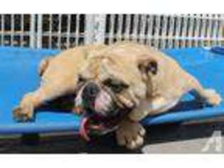 Bulldog Puppy for sale in BROOKLYN, NY, USA