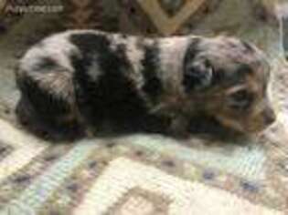 Miniature Australian Shepherd Puppy for sale in Morganfield, KY, USA