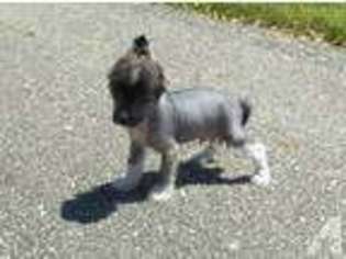 Chinese Crested Puppy for sale in FRANKFORT, IN, USA