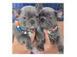 French Bulldog Puppy for sale in SUGAR LAND, TX, USA