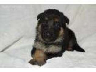 German Shepherd Dog Puppy for sale in Fort Oglethorpe, GA, USA