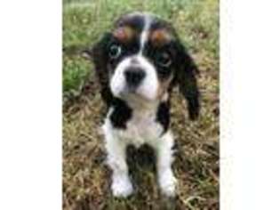 Cavalier King Charles Spaniel Puppy for sale in Richmond, VA, USA