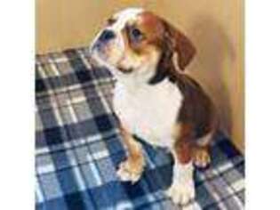 Olde English Bulldogge Puppy for sale in Denver, CO, USA