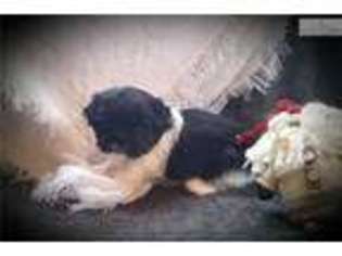 Pekingese Puppy for sale in Columbia, SC, USA