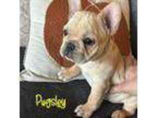 French Bulldog Puppy for sale in Peosta, IA, USA