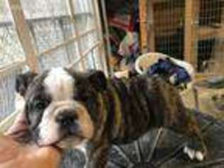 Bulldog Puppy for sale in Whitwell, TN, USA