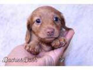 Dachshund Puppy for sale in Rialto, CA, USA
