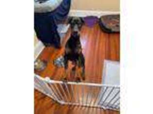 Doberman Pinscher Puppy for sale in West Chester, PA, USA