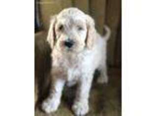 Goldendoodle Puppy for sale in Knob Lick, KY, USA