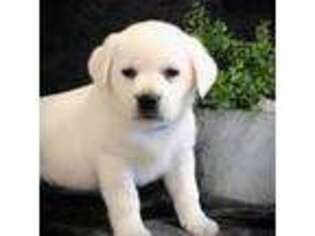 Labrador Retriever Puppy for sale in Elizabethville, PA, USA