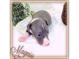 Italian Greyhound Puppy for sale in Taylor, AR, USA
