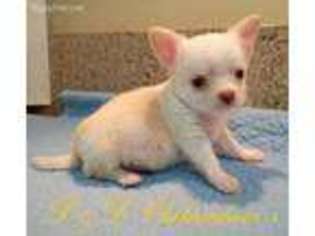 Chihuahua Puppy for sale in Alexandria, LA, USA