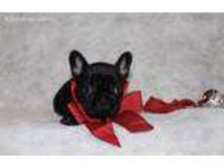 French Bulldog Puppy for sale in Paragon, IN, USA
