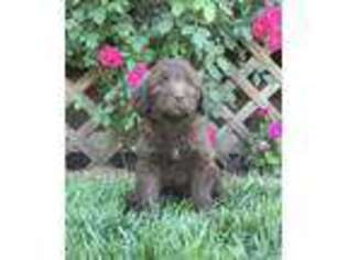 Labradoodle Puppy for sale in Middlebury, IN, USA
