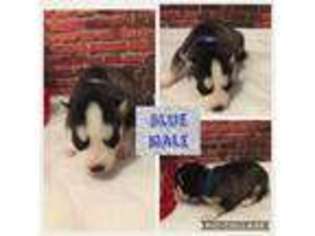 Siberian Husky Puppy for sale in Frankenmuth, MI, USA