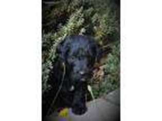 Labradoodle Puppy for sale in Port Orchard, WA, USA