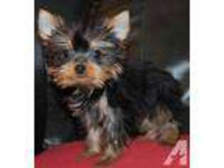 Yorkshire Terrier Puppy for sale in ONEONTA, NY, USA