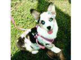 Pembroke Welsh Corgi Puppy for sale in Wolfe City, TX, USA