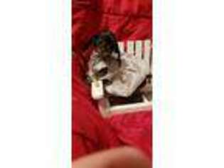 Dachshund Puppy for sale in Nixa, MO, USA