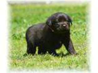 Labrador Retriever Puppy for sale in Canon, GA, USA