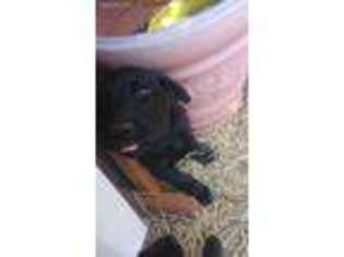 Labrador Retriever Puppy for sale in Trail, OR, USA
