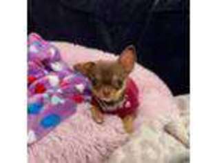 Chihuahua Puppy for sale in Rochester, NY, USA