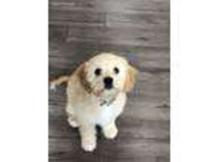 Cavachon Puppy for sale in Parker, CO, USA