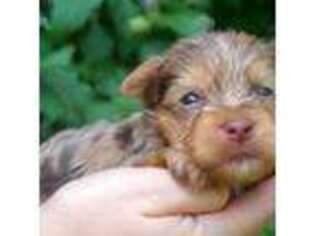 Yorkshire Terrier Puppy for sale in Chase City, VA, USA