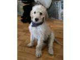 Labradoodle Puppy for sale in Emmitsburg, MD, USA