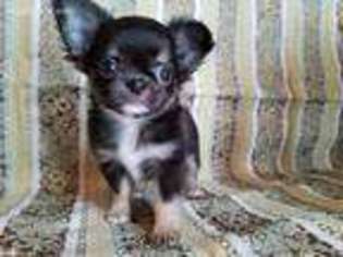 Chihuahua Puppy for sale in Gadsden, AL, USA
