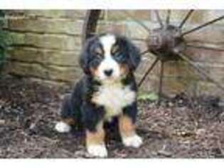 Bernese Mountain Dog Puppy for sale in Auburn, KY, USA