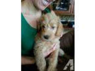 Labradoodle Puppy for sale in EL DORADO HILLS, CA, USA