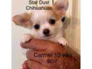Chihuahua Puppy for sale in Grove, OK, USA
