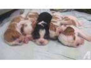Cavalier King Charles Spaniel Puppy for sale in CANYON LAKE, TX, USA