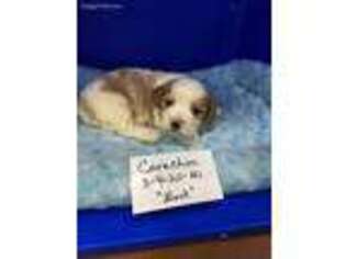 Cavachon Puppy for sale in Clayton, IL, USA
