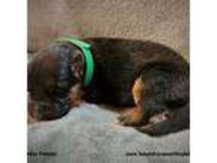 German Shepherd Dog Puppy for sale in Chehalis, WA, USA
