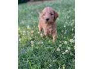 Goldendoodle Puppy for sale in Ocean City, NJ, USA