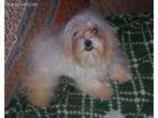 Maltese Puppy for sale in Uniontown, KS, USA