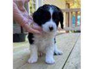 Cavapoo Puppy for sale in Salisbury, NC, USA