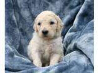 Goldendoodle Puppy for sale in Cleveland, GA, USA