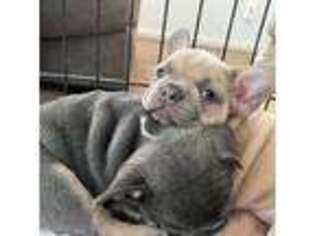 French Bulldog Puppy for sale in Monterey, CA, USA