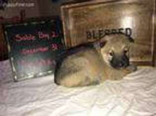 German Shepherd Dog Puppy for sale in Loda, IL, USA